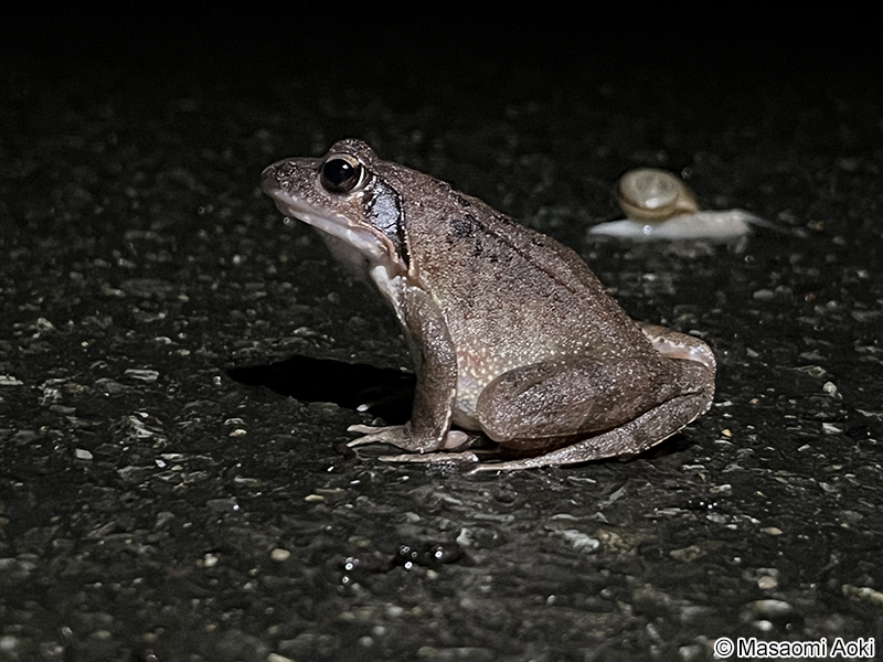 チョウセンヤマアカガエル Rana uenoi
