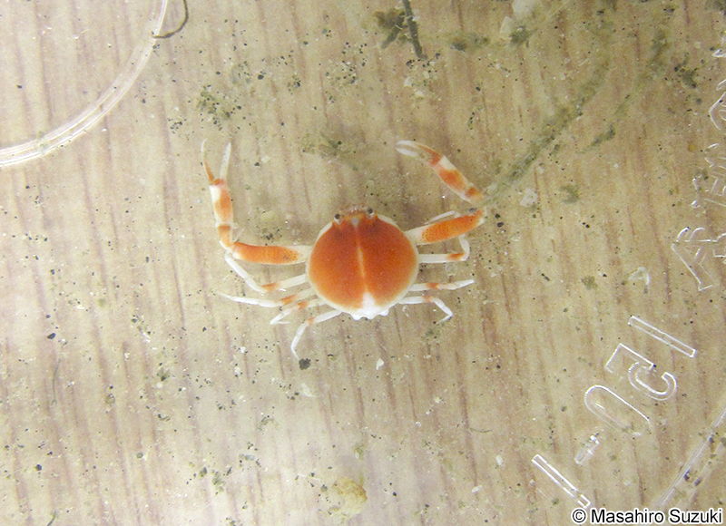 チョウチンコブシ Tokoyo eburnea