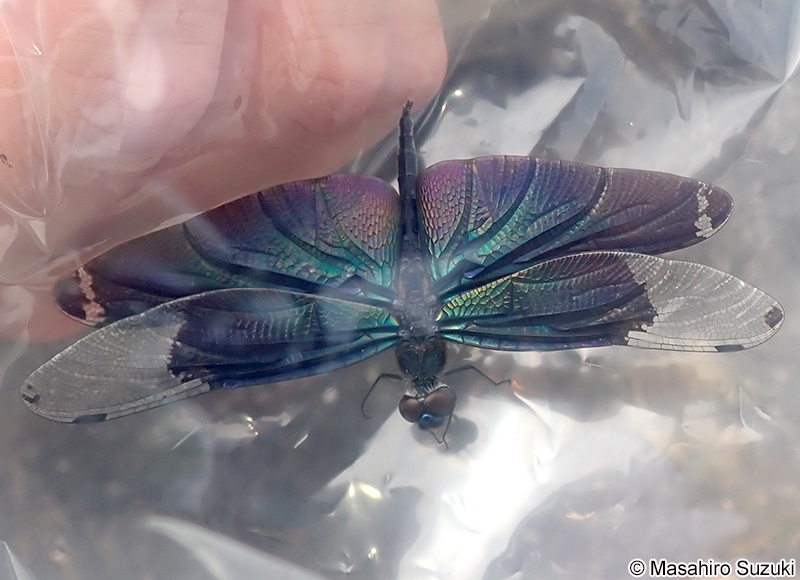 チョウトンボ Rhyothemis fuliginosa