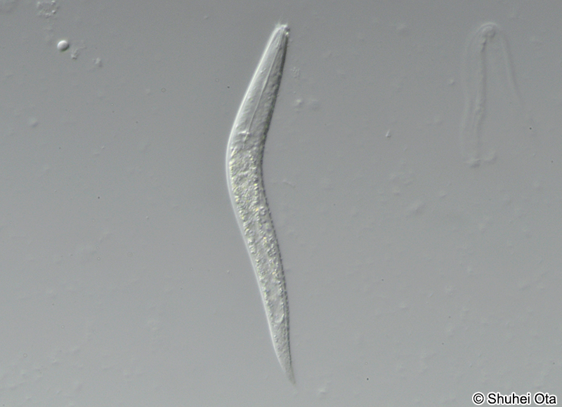 クロマドラ綱 Chromadorea