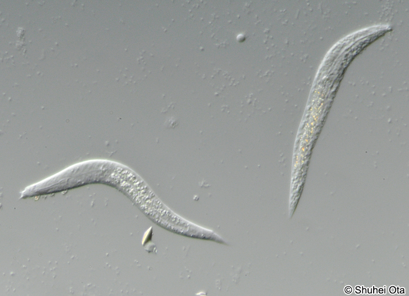 クロマドラ綱 Chromadorea