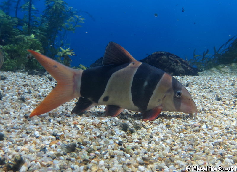 クラウンローチ Chromobotia macracanthus