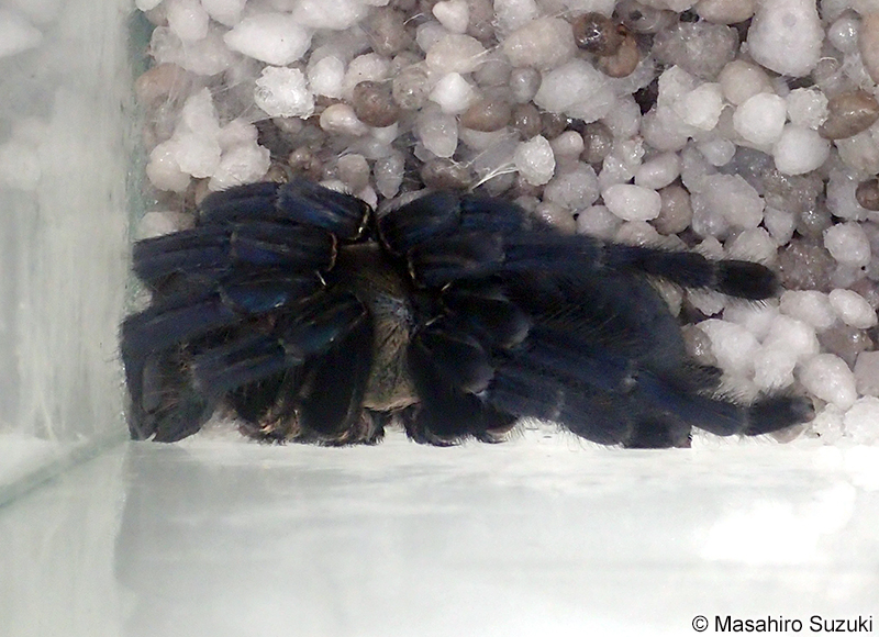 コバルトブルータランチュラ Cyriopagopus lividus