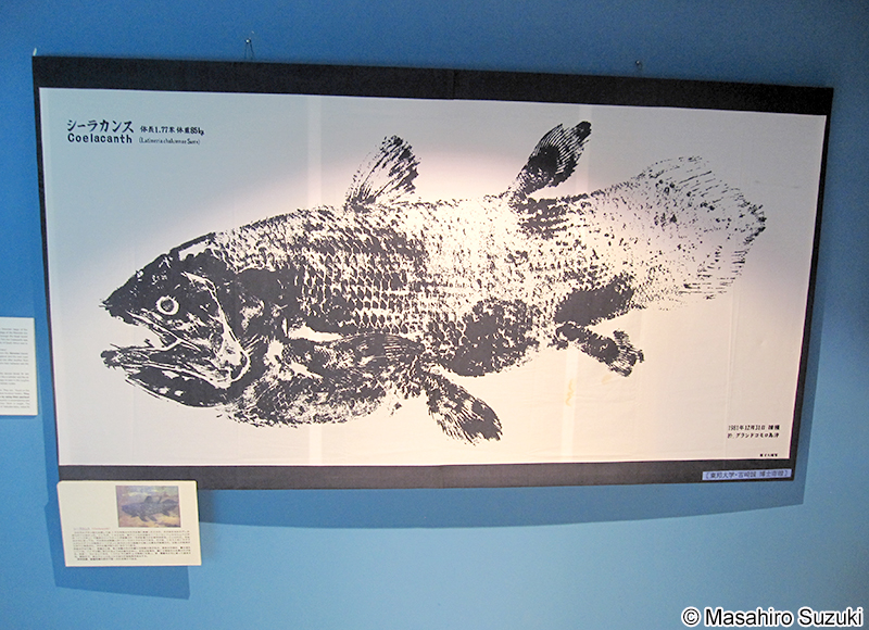 シーラカンスの魚拓のコピー