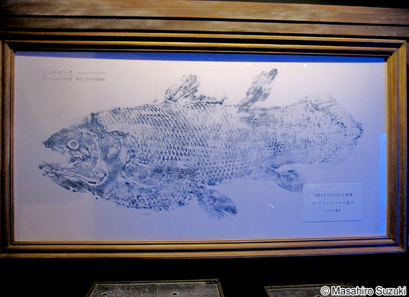 シーラカンスの魚拓