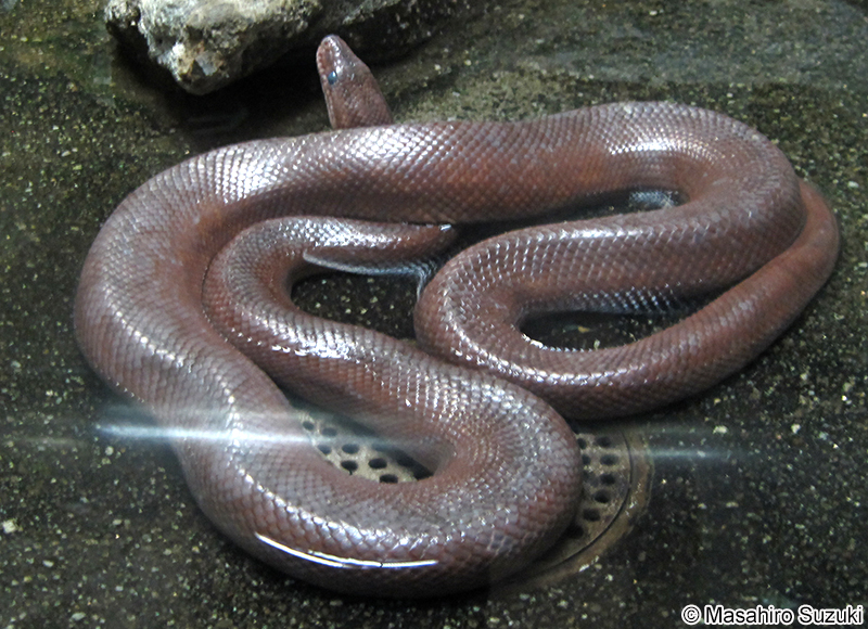 コロンビアニジボア Epicrates maurus