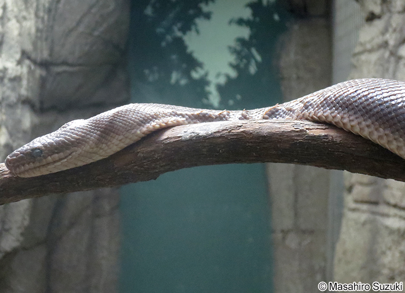 コロンビアニジボア Epicrates maurus