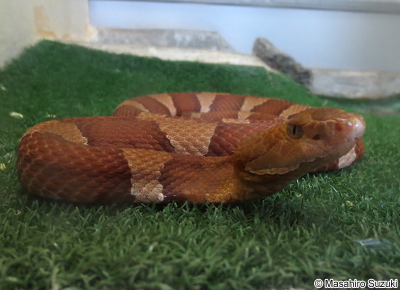 カパーヘッド Agkistrodon contortrix