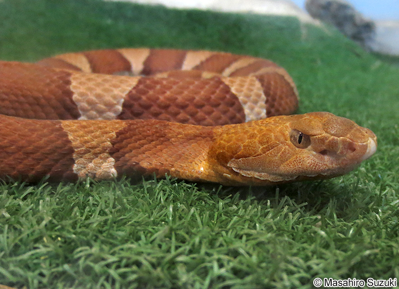 カパーヘッド Agkistrodon contortrix
