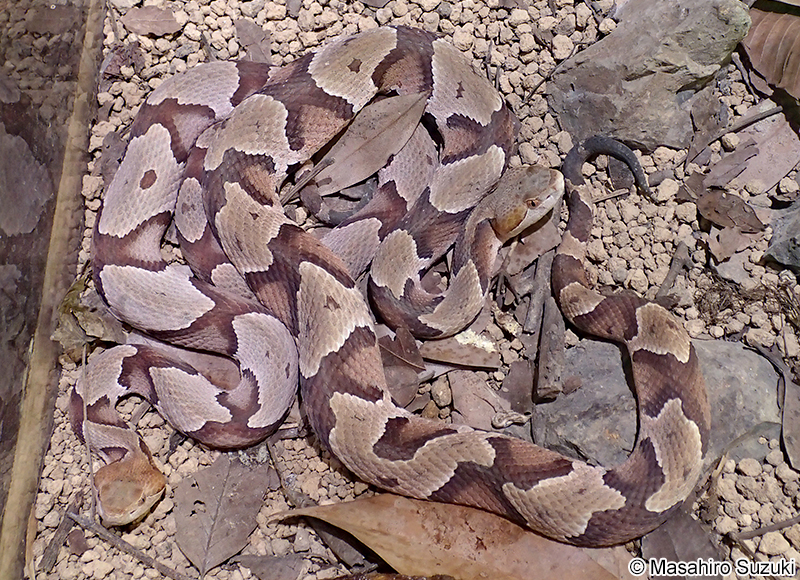 カパーヘッド Agkistrodon contortrix