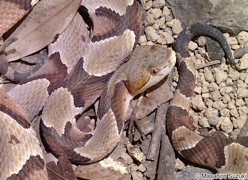 カパーヘッド Agkistrodon contortrix