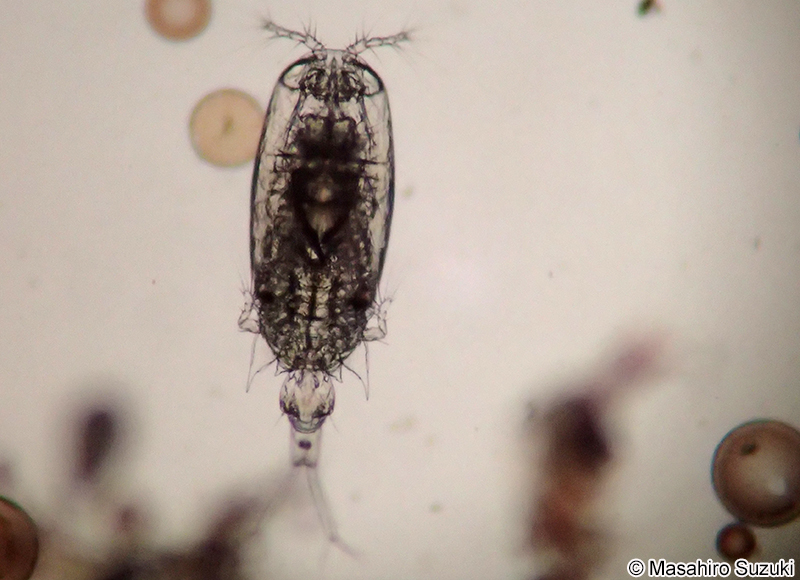メガネケンミジンコ Corycaeus