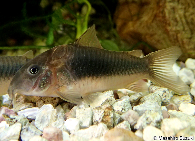 コリドラス属の1種 Corydoras sp.