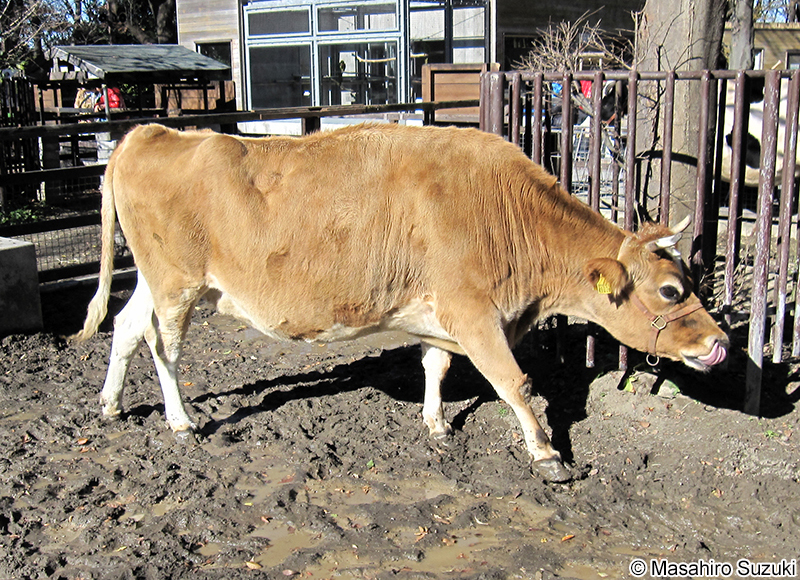 ジャージー種 Jersey