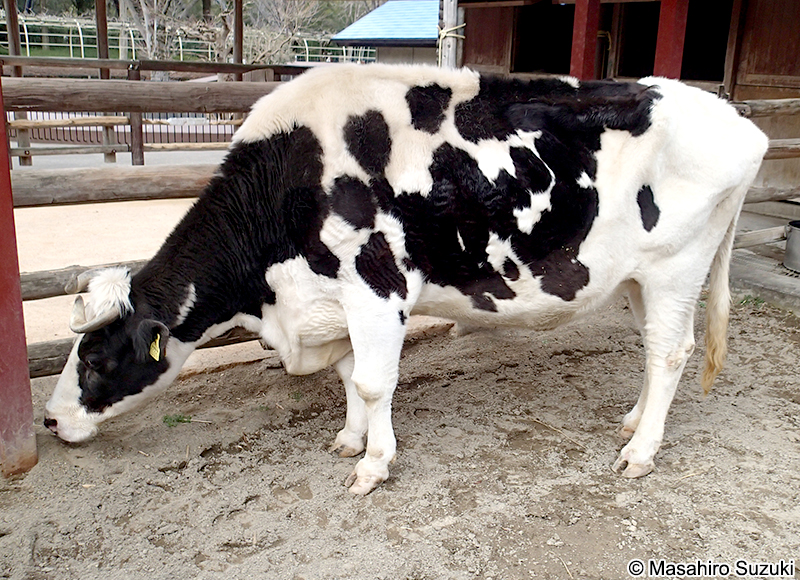 ホルスタイン種 Holstein