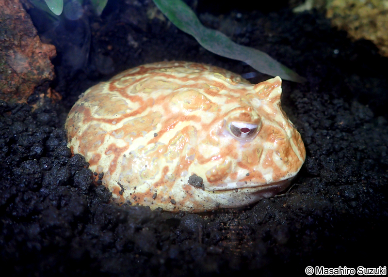 クランウェルツノガエル Ceratophrys cranwelli