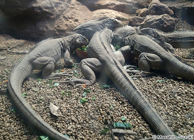 キューバイワイグアナ Cyclura nubila nubila
