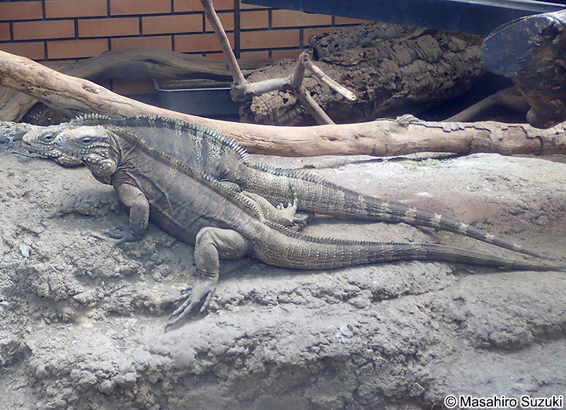 キューバイワイグアナ Cyclura nubila nubila