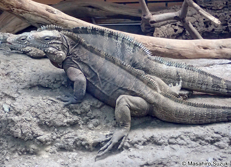 キューバイワイグアナ Cyclura nubila nubila