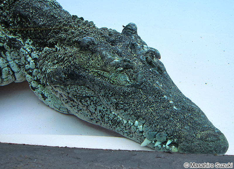 キューバワニ Crocodylus rhombifer