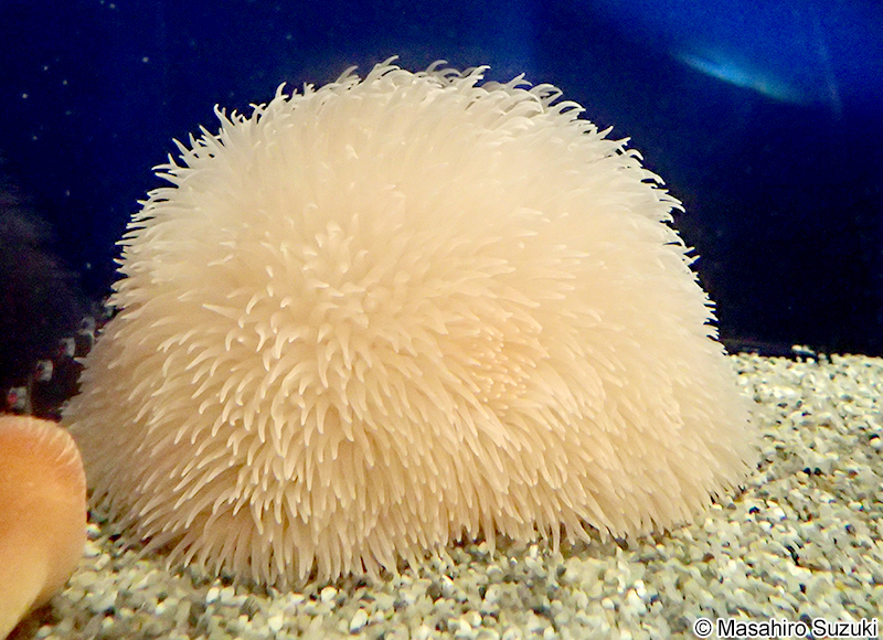 ダーリアイソギンチャク Liponema multicorne