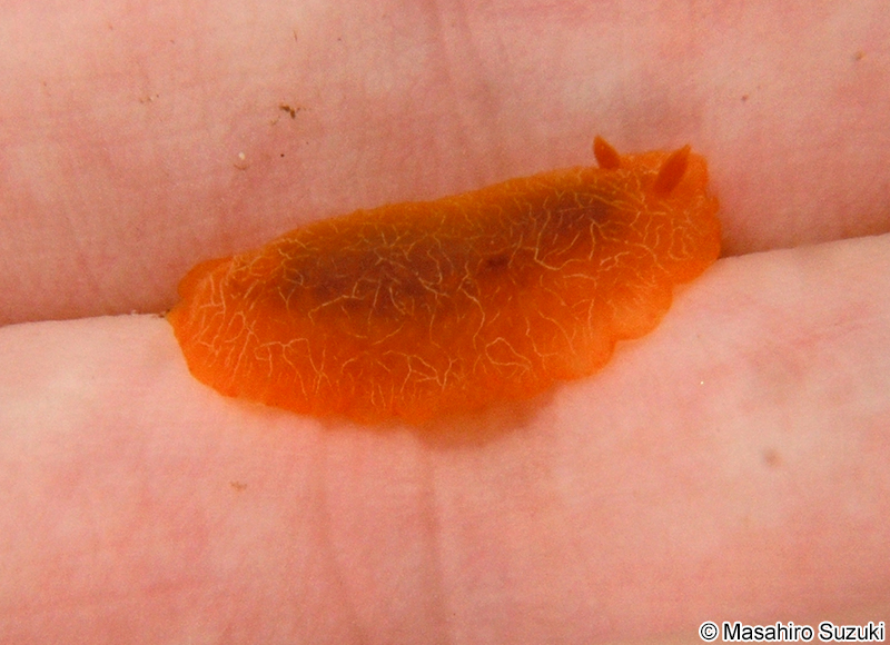 ダイダイウミウシ Doriopsilla miniata