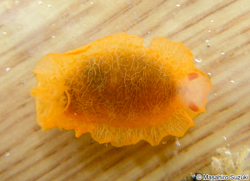 ダイダイウミウシ Doriopsilla miniata