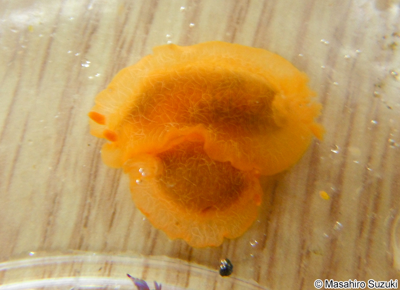 ダイダイウミウシ Doriopsilla miniata