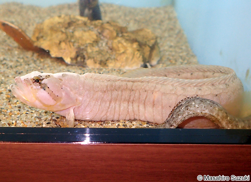 ダイナンギンポ Dictyosoma burgeri