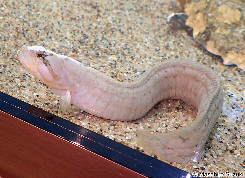 ダイナンギンポ Dictyosoma burgeri