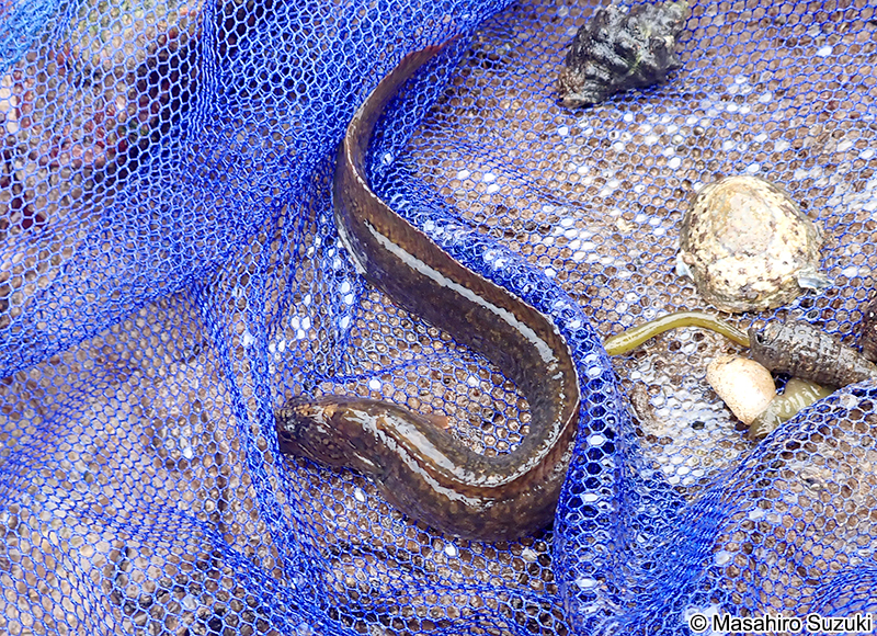 ダイナンギンポ Dictyosoma burgeri