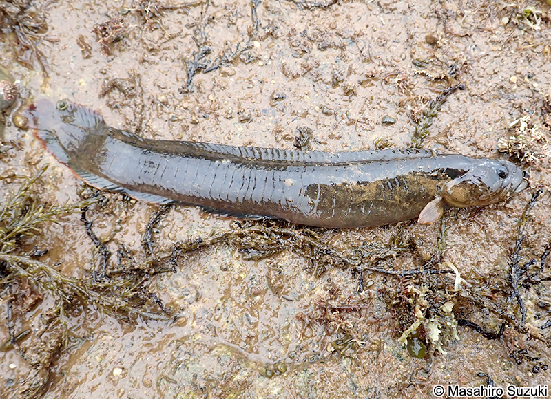 ダイナンギンポ Dictyosoma burgeri