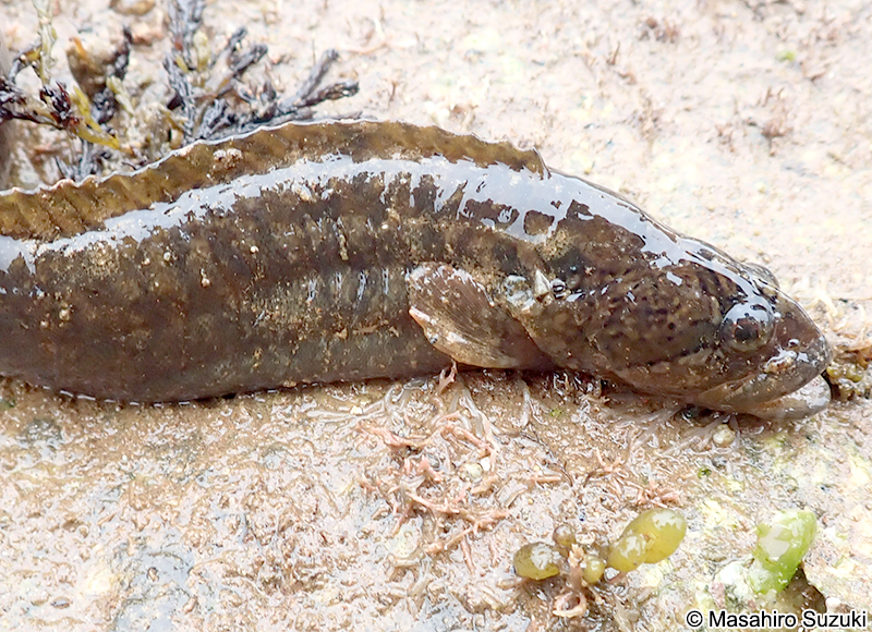 ダイナンギンポ Dictyosoma burgeri