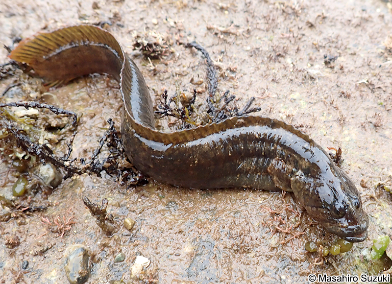 ダイナンギンポ Dictyosoma burgeri