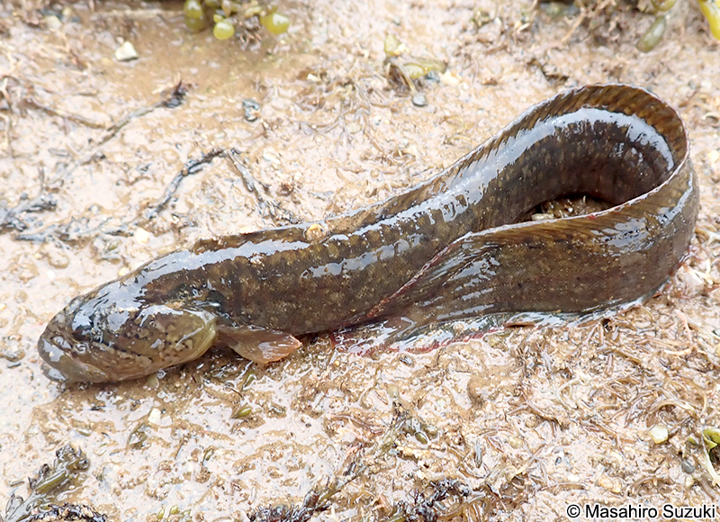 ダイナンギンポ Dictyosoma burgeri