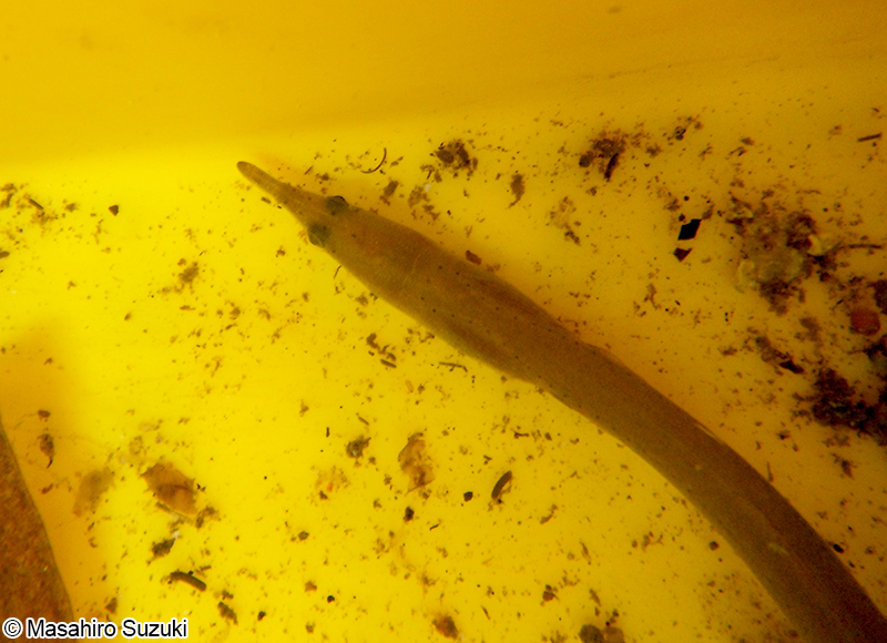 ダイナンウミヘビ Ophisurus macrorhynchos