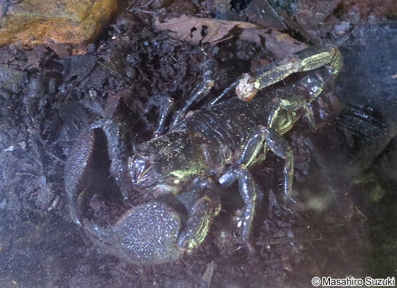 ダイオウサソリ Pandinus imperator