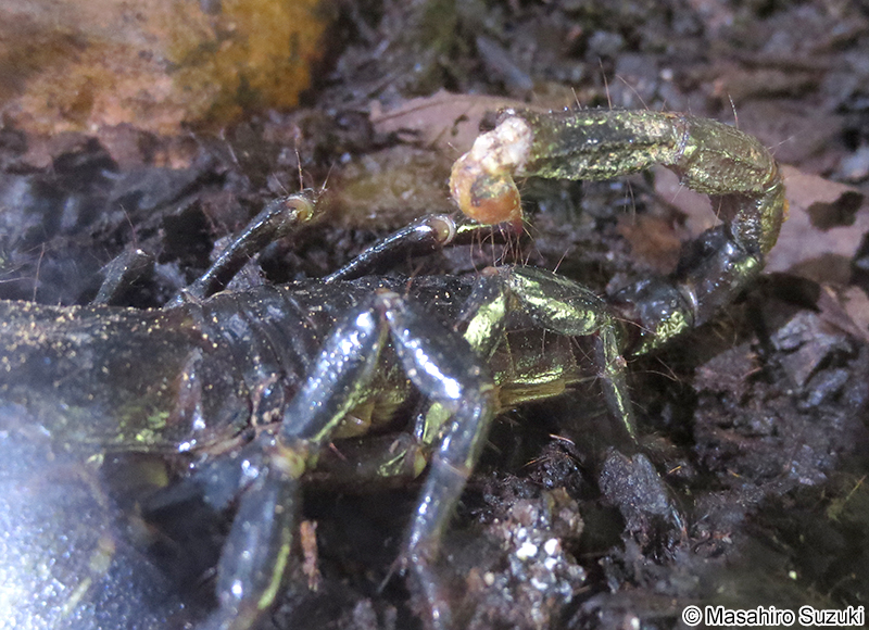 ダイオウサソリ Pandinus imperator