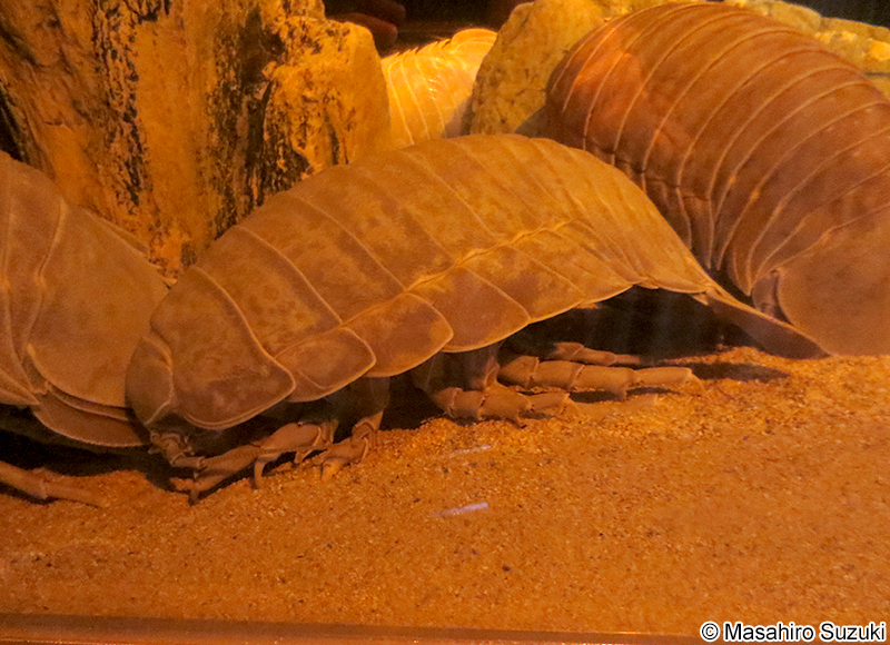 ダイオウグソクムシ Bathynomus giganteus