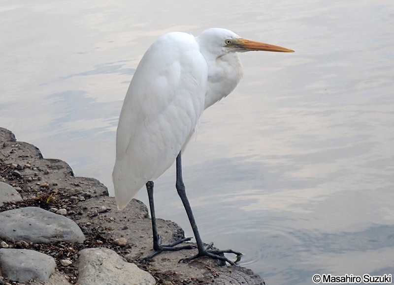 ダイサギ Ardea alba