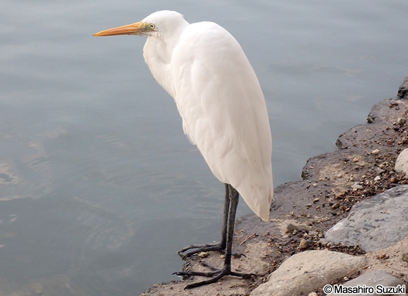 ダイサギ Ardea alba