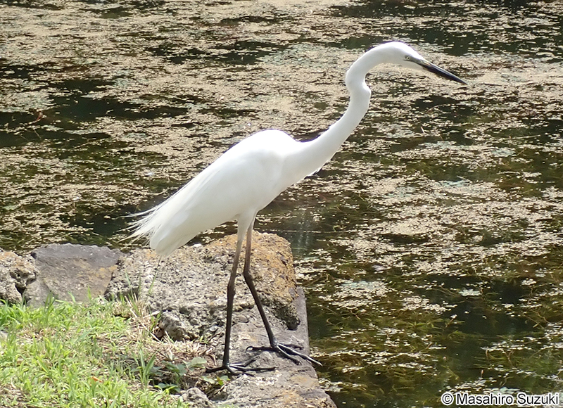 ダイサギ Ardea alba