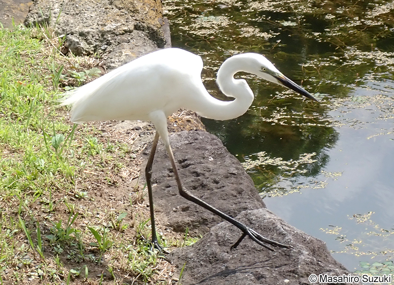 ダイサギ Ardea alba