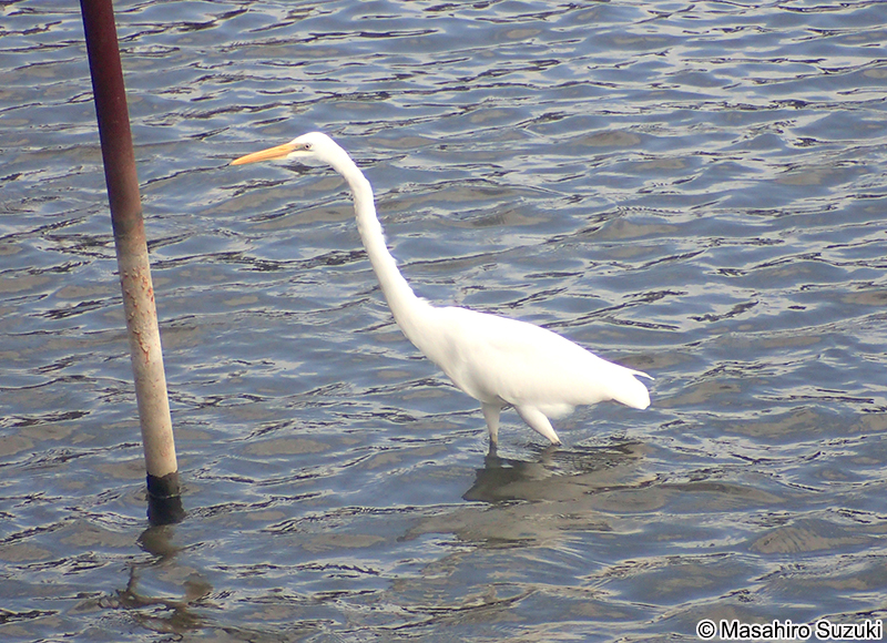 ダイサギ Ardea alba