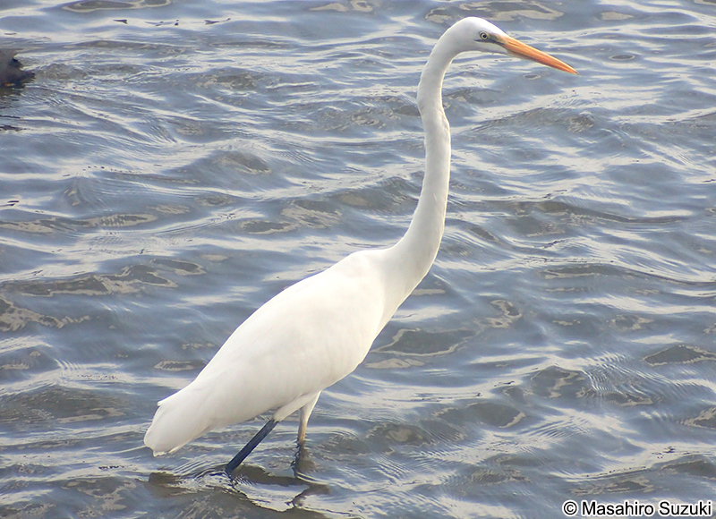 ダイサギ Ardea alba