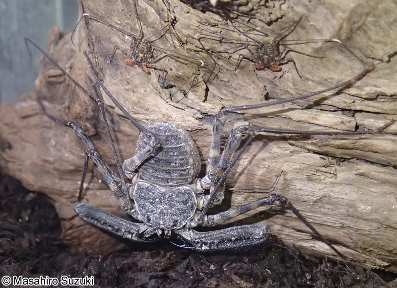 タンザニアバンデッドウデムシ Damon variegatus