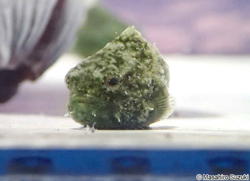 ダンゴウオ Eumicrotremus awae