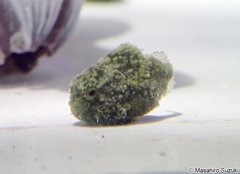 ダンゴウオ Eumicrotremus awae