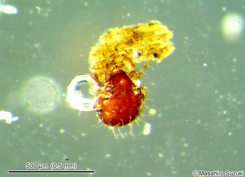 胸板ダニ上目 Acariformes