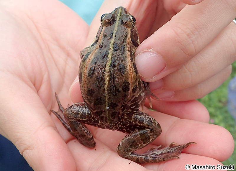 トウキョウダルマガエル Pelophylax porosus porosus